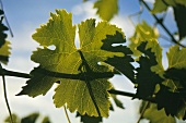 Weinblätter im Weinberg von Seppelts, Victoria, Australien