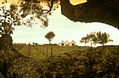 Vineyard & house, Rosemount Estate, winegrower Philip Shaw, NSW