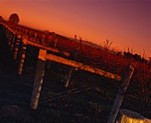 Vineyards in winter twilight, Hastings, Hawkes Bay