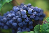 Cabernet Franc grapes on the vine, Saumur-Champigny, Loire