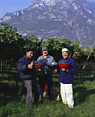 Cheerful grape-pickers in vineyard, Trentino, Italy