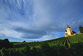 Weinberg bei Hunawihr, bekannter Weinort im Elsass,Frankreich