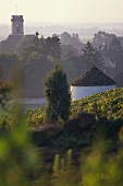 Die Gemeinde Pommard, Weinort mit sehr gutem Ruf, Burgund
