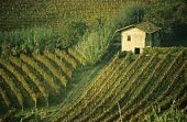 Weinberg in den Langhe-Bergen bei Serralunga, Piemont,Italien