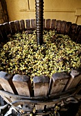 Aligote-Weintrauben in einer Weinpresse, Fixin, Côte de Nuits