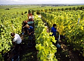 Scheureben-Lese im Weinberg bei Forst, Pfalz, Deutschland