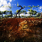 Bodenprofil eines Lehm-Kalksteinbodens,Connawarra,Australien