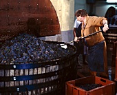 Verteilen der Pinot Noir Trauben mit einer Harke, Ay, Marne