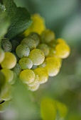 Chardonnay-Traube am Rebstock, eine der besten Weißwein Rebsorten