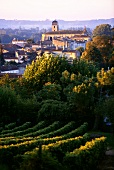 Blick über Weinberge auf Castillon la Bataille, Bordeaux