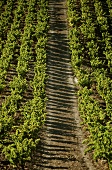 Weinberg nahe des Winzerortes Calce, Roussilion, Frankreich