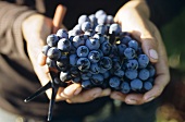 Grenache grapes, Domaine Hauvette, les Baux-de-Provence