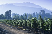 Weinanbaugebiet Errazuriz-Panquehue, Aconcaguatal, Chile