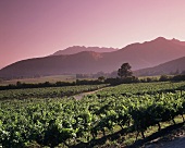 Errazuriz Winery, Panquehue,  Aconcagua Valley, Chile