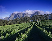 Weingut Thelema vor dem Gebirge Groot Drakenstein, Südafrika