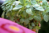 Amarantpflanze im Topf (Blätter werden wie Spinat verwendet)