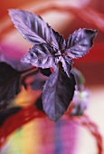 Purple basil plant (Ocimum basilicum purpurascens)