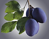 Plums on the branch against grey background