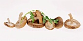 Shiitake mushrooms and coriander