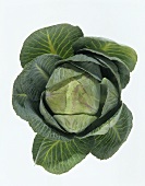 Young white cabbage