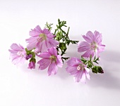 Small mallow flowers