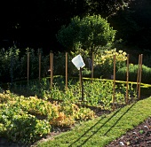View into a vegetable garden, chef's hat on hay fork
