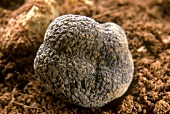 A black truffle