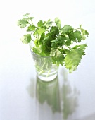 Coriander leaves in water glass