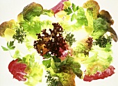 Various salad leaves on a pane of glass