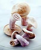 Russula mushrooms on a marble slab