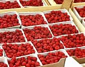 Raspberries in cardboard punnets at the market