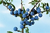 Sloes on the branch