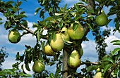 Highland pears on the tree