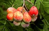 Speierlingsfrüchte (Sorbus domestica; alte Obstsorte) am Baum