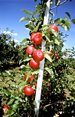 Äpfel der Sorte Saturn in einer Apfelplantage