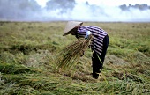 Vietnamese woman harvesting rice