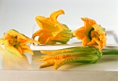 Several courgette flowers