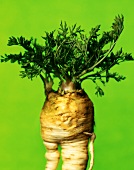 Celeriac with leaves