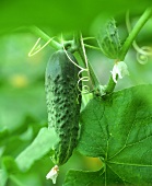 Cucumber on the plant