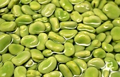 Broad beans (Vicia faba faba)