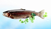 Fresh brook trout, watercress