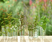 Sprigs of different peppermints in glasses of water