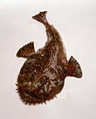Monkfish (also called anglerfish, has a kind of fishing rod on its head)