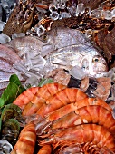 Restaurant display: prawns, salmon, sea bream, langoustes