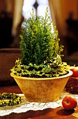 Small Thuja as table decoration for Christmas