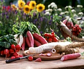 Still life with large and small radishes