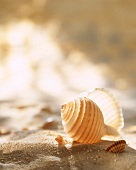 Mussel shells on sand as table decoration