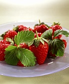 Many Strawberries on a Plate; Strawberry Stems