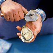 Opening an oyster