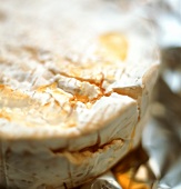 Camembert Cheese